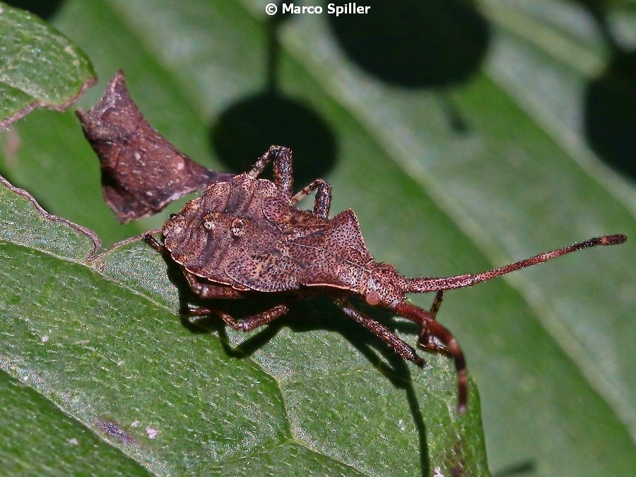 Ninfa di Coreus marginatus ?  S !